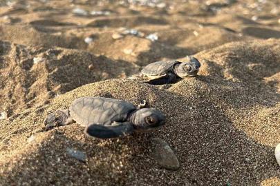 Mersin’den 100 bin yavru ’caretta caretta’ Akdeniz’le buluştu