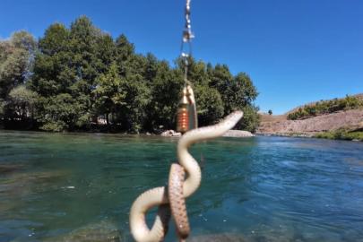 Munzur Nehri’nde oltaya balık yerine su yılanı takıldı