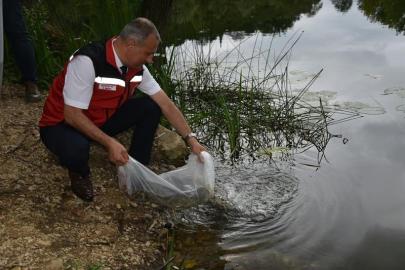 Ordu’daki göl ve göletlere 80 bin yavru sazan bırakıldı