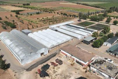 Şanlıurfa’da 500 bin mevsimlik çiçek üretilecek
