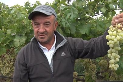 Sarı altın Müşküle üzümünde hasat heyecanı başladı