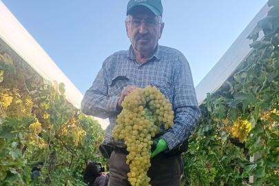 Sarıgöl’de 5,5 kiloluk dev üzüm salkımı