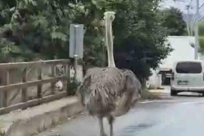 Şile’de hayvanat bahçesinden kaçan deve kuşu ortalığı birbirine kattı