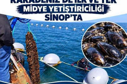 Sinop’ta 9 ayda 182 ton midye hasadı