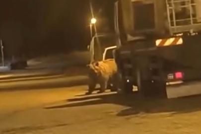 Sinop’ta ayı araçların arasında dolaştı