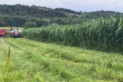 Sinop’ta maralfalfa üretiminde ilk hasat yapıldı