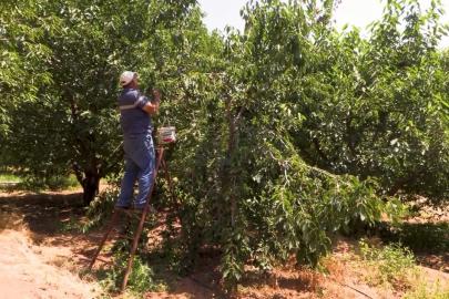 Su tarlaya ulaştı, Emirler’de kiraz üretimi arttı
