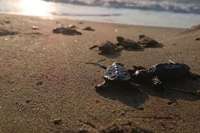 Sürpriz yuvadan 67 caretta caretta yavrusu çıktı
