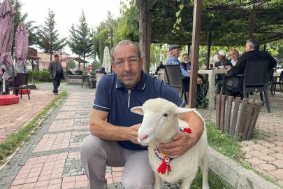 Tertip, Kavaklıların gözbebeği oldu
