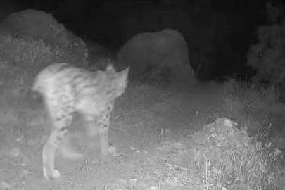 Tunceli’nin doğal yaşamı fotokapanla gözler önüne serildi