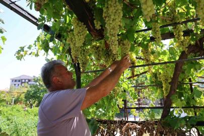 Üzüm tutkusu 650 çeşitlik koleksiyona dönüştü