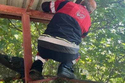 Vatandaşları tedirgin eden 1 buçuk metre yılanı itfaiye yakaladı