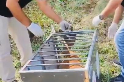 Yaralı karaca iyileştirilerek doğaya salındı