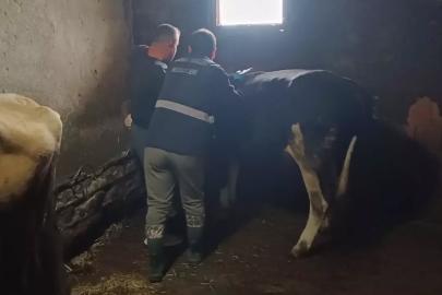 Yığılca’da büyükbaş hayvanlara şap ve bruselloz aşılaması yapıldı