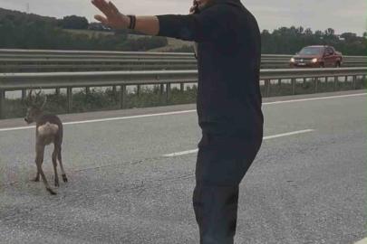 Yola düşen geyiğin yardımına koştu