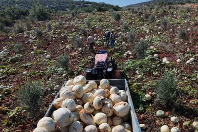 Ağırlıkları 30 kilograma ulaşan tescilli beyaz kabakta bereketli hasat başladı