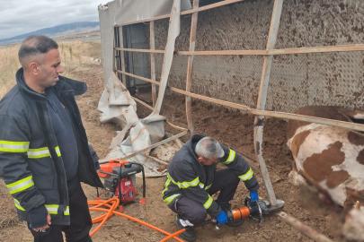 Aksaray’da büyükbaş hayvan yüklü tır devrildi