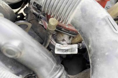 Aracın motor kısmına giren kedi uzun uğraşlar sonucu çıkartıldı