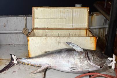 Balıkçılar Saros Körfezi’nde 175 kiloluk orkinos yakaladı