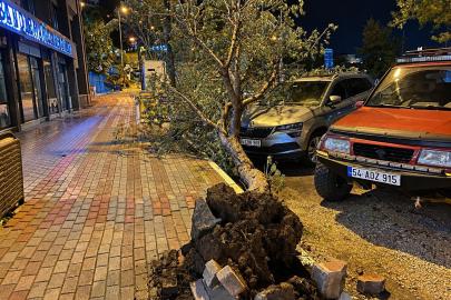 Bandırma’da fırtınada kökünden sökülen ağaç aracın üzerine devrildi
