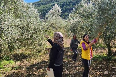 Bilecik’te zeytin ve zeytinyağı rekoltesi için saha çalışması