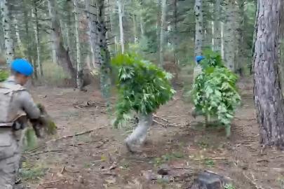 Bolu’da ormanlık alanda 288 kök kenevir ele geçirildi: 1 tutuklama