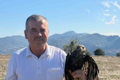 Bolu’da sıcak asfalta yapışan şahin, muhtarın müdahalesiyle kurtarıldı