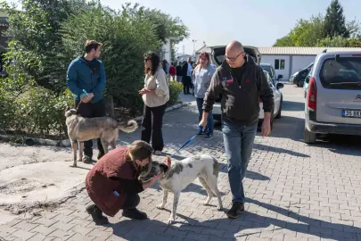 Bornova'da can dostları yeni sahipleriyle buluştu