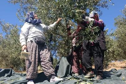 Coğrafi işaretli Domat zeytininde hasat başladı