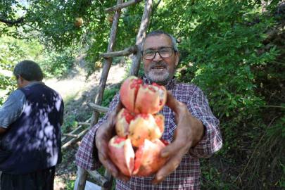 Coğrafi işaretli Kuytucak narında hasat başladı