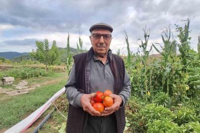 Dededen kalan domates tohumunu geleceğe taşıyor