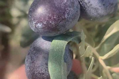 Didim’de zeytin üreticilerine zeytin sineği uyarısı