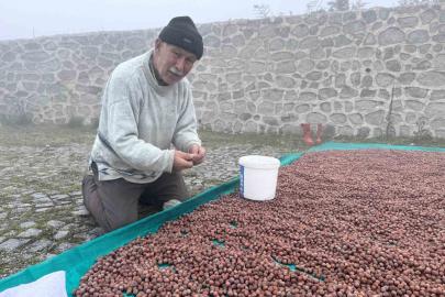 Fındık üreticisinin fındık kurutma çilesi yaylada da devam ediyor