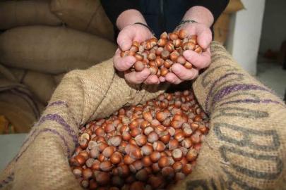 Giresun’da serbest piyasada fındık fiyatı 185 liraya geriledi