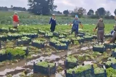 Göle dönen tarlalarda üreticiler mahsulleri kurtarmak için zamana karşı yarışıyor