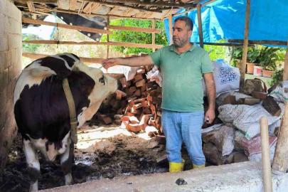 Hatay’da şap hastalığına karşı aşılama çalışmaları sürüyor