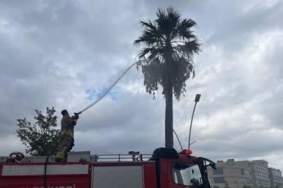 İskenderun’da yıldırımın isabet ettiği ağaç yandı