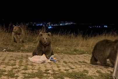 Kars’ta ayılarla karşılaşmak günlük rutini oldu