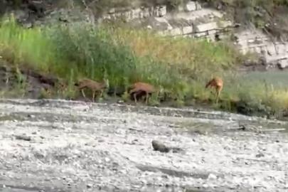 Kastamonu’da dereden su içen karacalar kameraya yansıdı