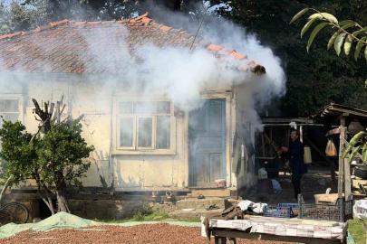 Kokarca istilasına karşı ilginç mücadele: İlaç yetmedi, tavuk ve hindiler devreye girdi