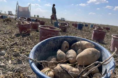 Konya, patates üretiminde Türkiye üretiminin yüzde 10,9’unu karşılıyor