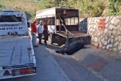 Mersin’de kamyonetten düşen büyükbaş hayvan bayıltılarak götürüldü