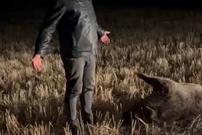 Mısır tarlasına zarar veren domuzu, nöbet tutup avladılar
