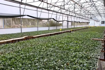 Ordu’da 200 bin kışlık sebze fidesi dağıtıma hazır