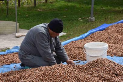 Sakarya’nın yüksek kesimlerinde fındık mesaisi devam ediyor