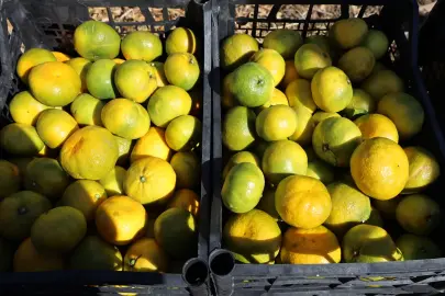Satsuma mandalinada ihracat zamanı