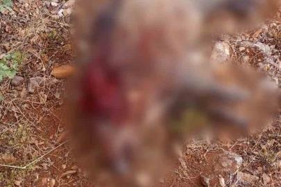 Sivrihisar’da tarım arazilerine zarar veren yaban domuzları avlandı