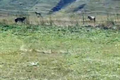 Tarladaki ölü ineğin başına üşüşen kurtlar kamerada