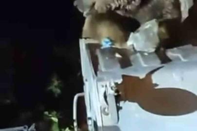 Uludağ’da aç kalan ayı yemek aradı