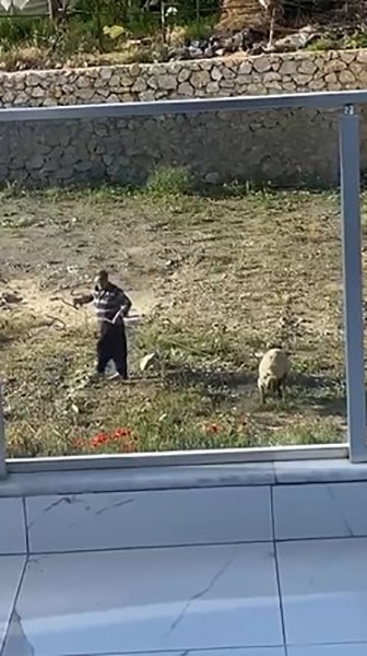 Koyuna tekme atıp, iple eziyet eden şahıs gözaltına alındı